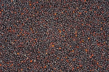 Řepka olejná - semínko 25 kg